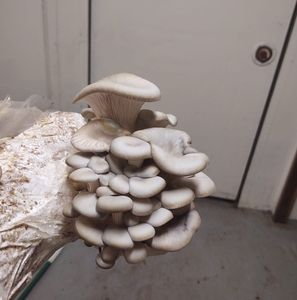 Meet your Posher, Rich